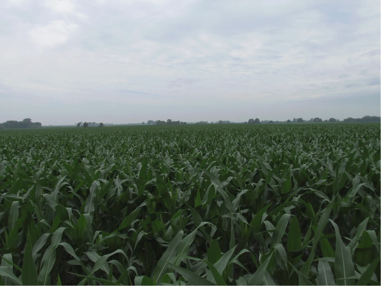 Northern Illinois Farmland with Crops