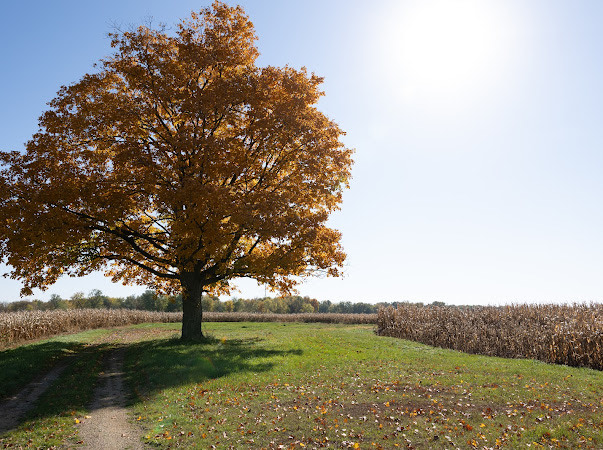 Farmland For sale - Path with tree