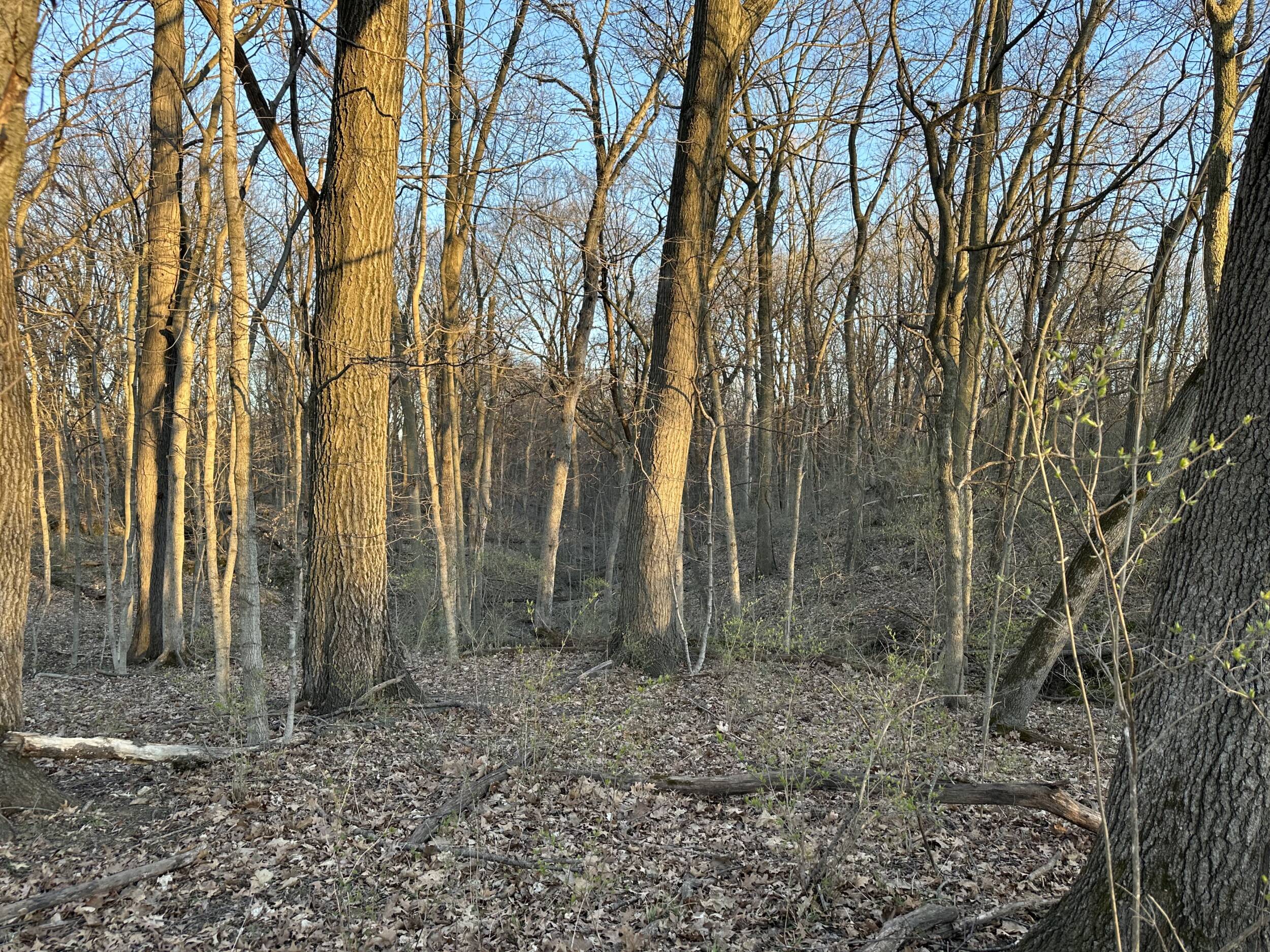 Farm Land for Sale in Illinois - Woodland